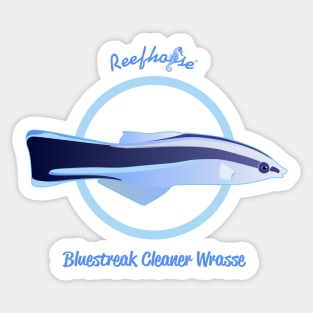 Bluestreak Cleaner Wrasse Sticker